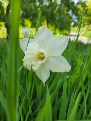 Profile of white daffodil flower in a field of tall grass on a sunny spring day.