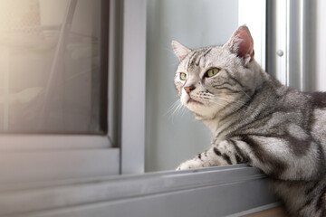 Cat is looking out the window with interest, American shorthair feline breed classic silver color, Animal adorable in living room on sunlight blurred background. Pet in the house with limited space.