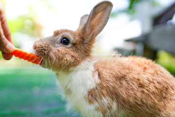 Man feeding carrot to hungry bunny outdoor.