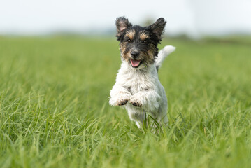 Cute funny small Jack Russell Terrier dog is running  in a green meadow in the season spring
