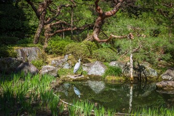 静かな庭園の池に佇むシロサギ
