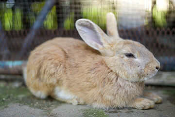 Cute Little Brown Bunny Lying In The Shade Outdoor.