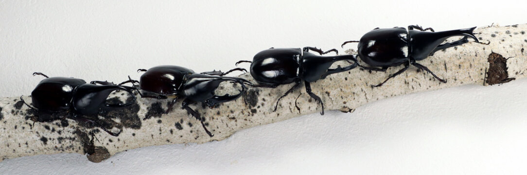 Gideon Bilder Durchsuchen 944 Archivfotos, und Videos