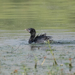 Little Cormorant having a dip in the water before flight