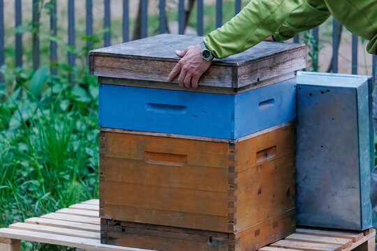 A beekeeper works with honeycombs on a bee box in Zander size