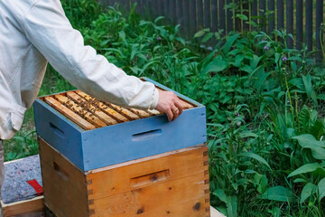 A beekeeper works with honeycombs on a bee box in Zander size