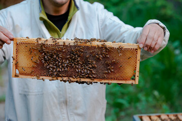 A beekeeper works with honeycombs on a bee box in Zander size