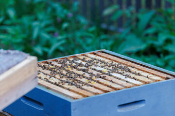 Fototapeta na wymiar A beekeeper works with honeycombs on a bee box in Zander size