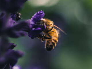 bee on a flower