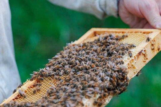A beekeeper works with honeycombs on a bee box in Zander size
