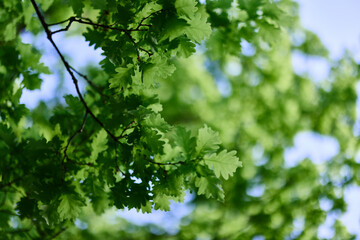 Fresh green leaves of the oak tree against a sunny cloudless sky