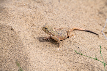 lizards inhabiting the sand dune in the mountains of Dagestan