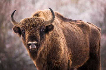 Bisons in forest during winter time with snow. Wilde life © danmir12