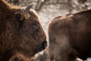 Bisons in forest during winter time with snow. Wilde life © danmir12