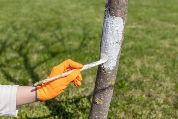 Naklejka premium Spring work on the garden plot. Whitewashing trees in the garden. A girl in orange gloves paints a tree with a brush.