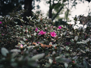 Azalea flower