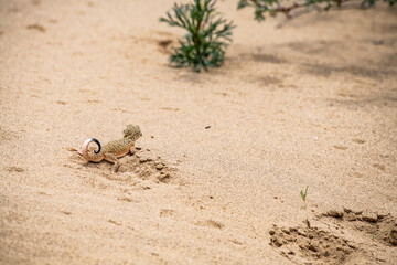 lizards inhabiting the sand dune in the mountains of Dagestan