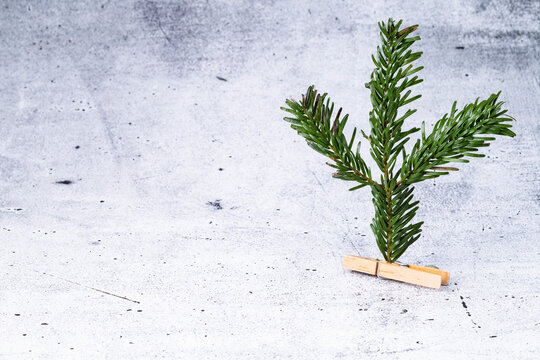 The photo shows a fir tree branch with wooden clamp on concrete background