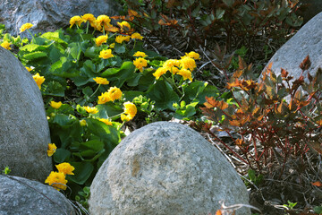 View of the rock garden with the blooming Caltha 