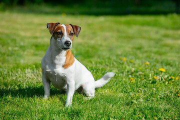 Middle age jack russell terrier dog sits on green grass