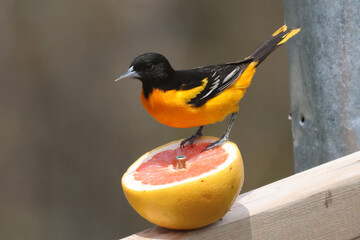 Baltimore Orioles eating oranges on bright summer day