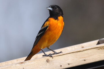Baltimore orioles mating display ritual or perched by orange halaves on feeder