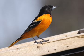 Baltimore orioles mating display ritual or perched by orange halaves on feeder