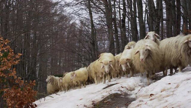 Lambs and sheep walking on snow through forest trees in winter