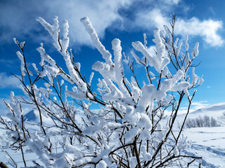 Pristine white snow on the branches of a young tree