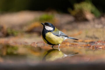 Great tit