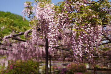 日本の埼玉県の本庄市の長泉寺の美しい藤棚