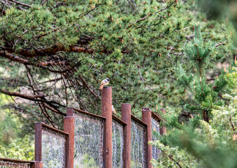 local birds of mountainous Dagestan in spring in natural conditions