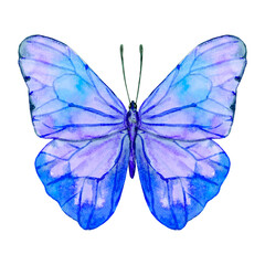 Blue butterfly with open wings view from above isolated on a white background. Hand-drawn watercolor illustration.