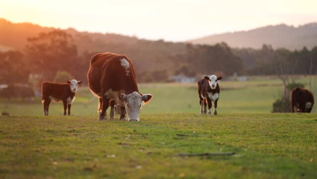 Close up of Stud Beef bulls and cows grazing on grass in a field, in tasmania, Australia eating hay and silage. breeds include speckle park, murray grey, angus, brangus and wagyu.