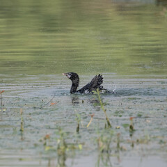 Little Cormorant having a dip in the water before flight