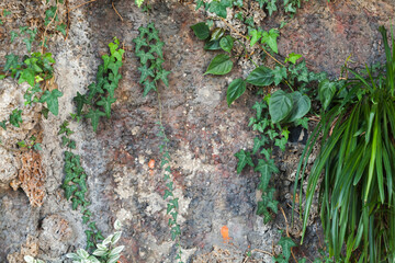 Cave wall with green plants growing on it