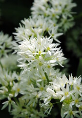 White flowers of blooming wild or broad-leaved or wood or bear's garlic, ramsons or buckrams or bear leek (Allium ursinum)