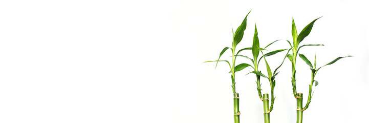 Lucky bamboos isolated on panoramic white background, web banner with copy space