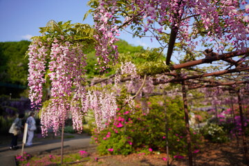 日本の埼玉県の本庄市の長泉寺の美しい藤棚