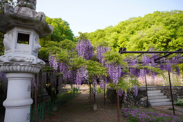 日本の埼玉県の本庄市の長泉寺の美しい藤棚