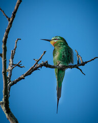 Green Bird