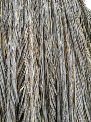 texture of dry palm branches on the sea shore