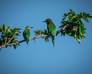 bird on a branch
