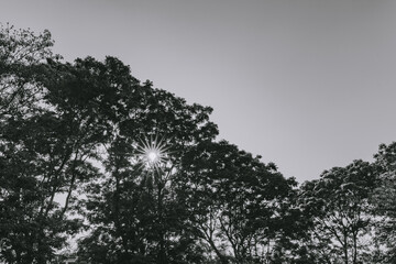 Silhouette view of tree sky and sun for background.