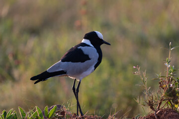 Lapwing