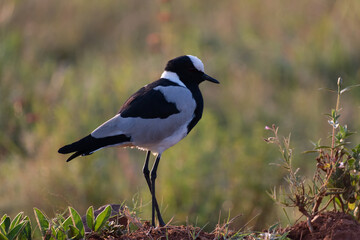 Obraz premium Lapwing