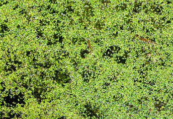 Water surface with many Algala plants