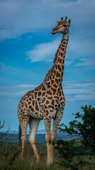 giraffe in the savannah