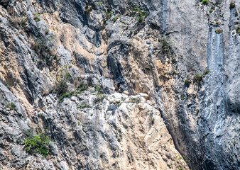 Caucasian mountain eagles soar in the sky and rest on sheer cliffs