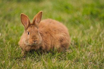 orange rabbit on the lawn grazes the grass